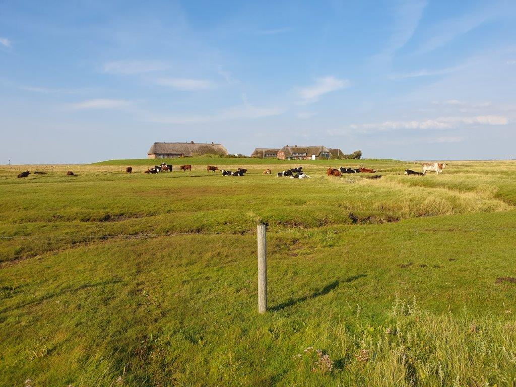 Hallig Gröde